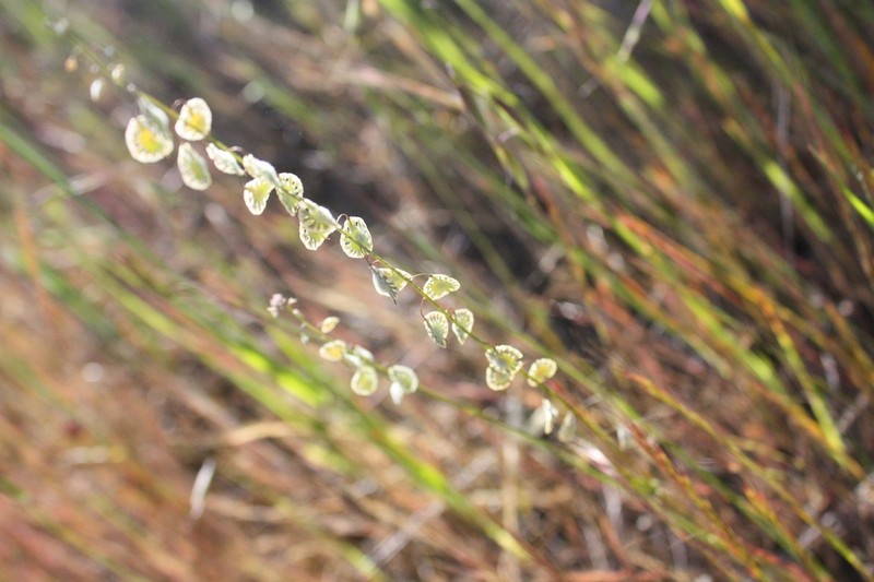 Sand Fringepod photo 7