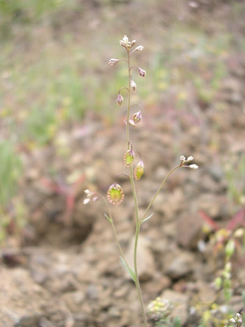 Sand Fringepod photo 2