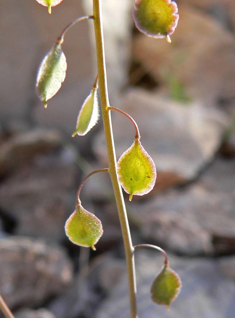 Sand Fringepod
