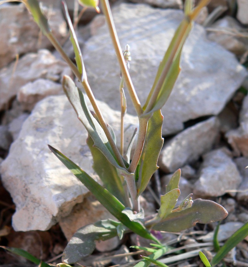 Sand Fringepod photo 3