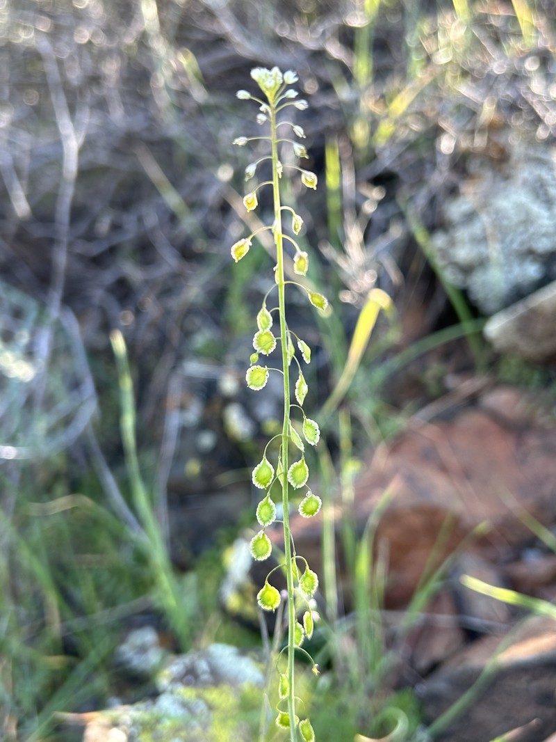 Thysanocarpus curvipes subsp. amplectens photo 3