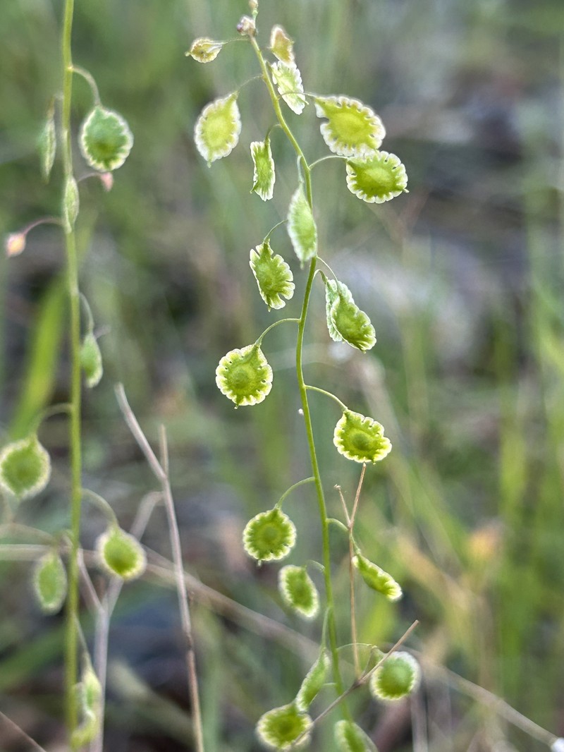 Thysanocarpus curvipes subsp. amplectens photo 4