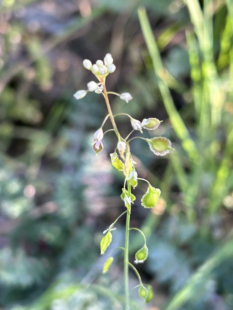 Thysanocarpus curvipes subsp. amplectens photo 5