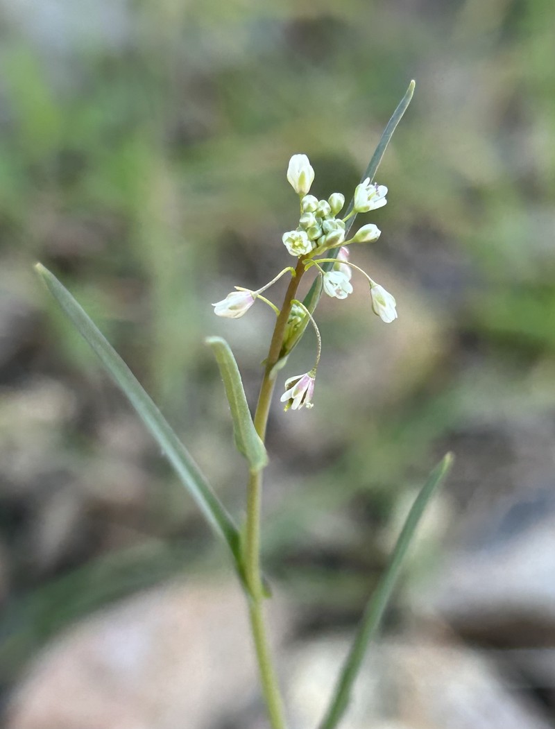 Thysanocarpus curvipes subsp. amplectens photo 6
