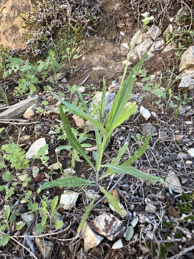 Thysanocarpus curvipes subsp. amplectens photo 8