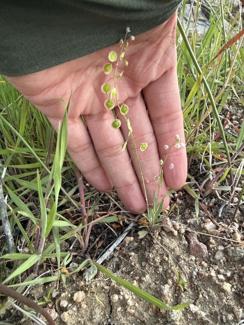 Thysanocarpus curvipes subsp. curvipes