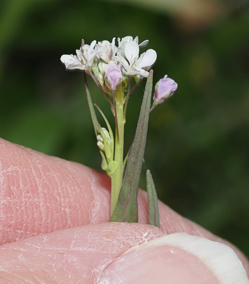 Thysanocarpus curvipes subsp. curvipes photo 2
