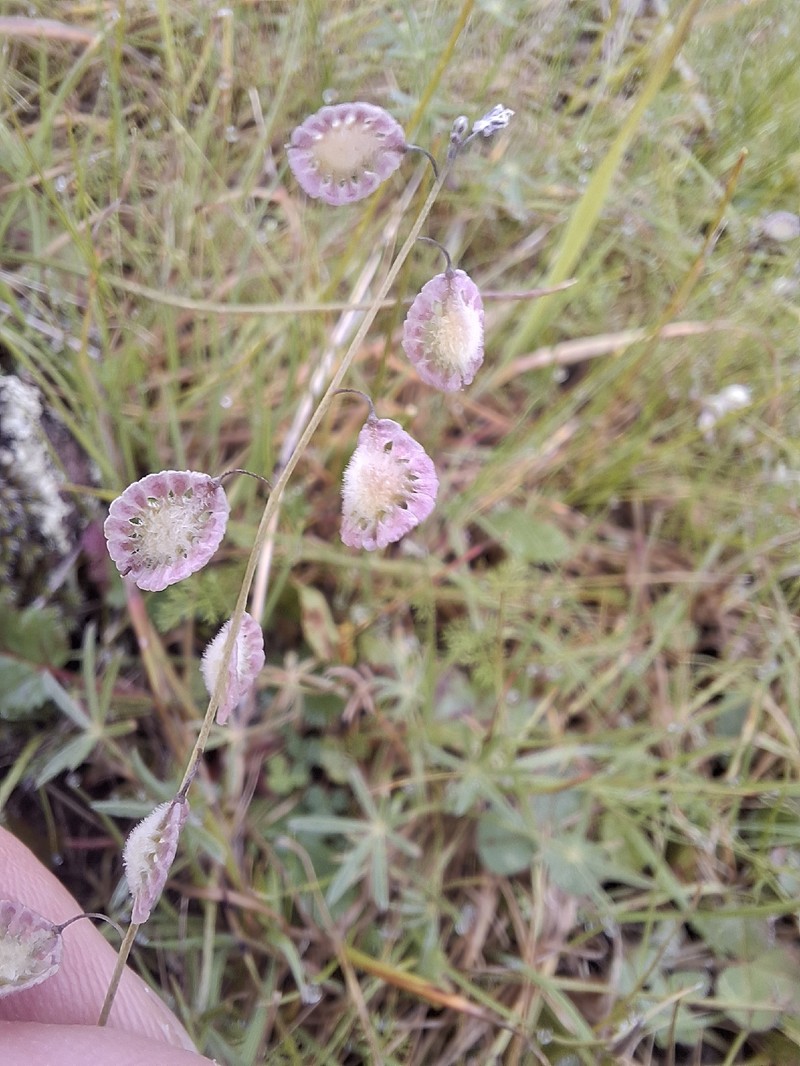 Thysanocarpus curvipes subsp. curvipes photo 3