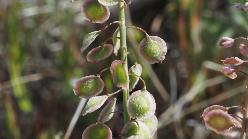 Thysanocarpus curvipes subsp. curvipes photo 6