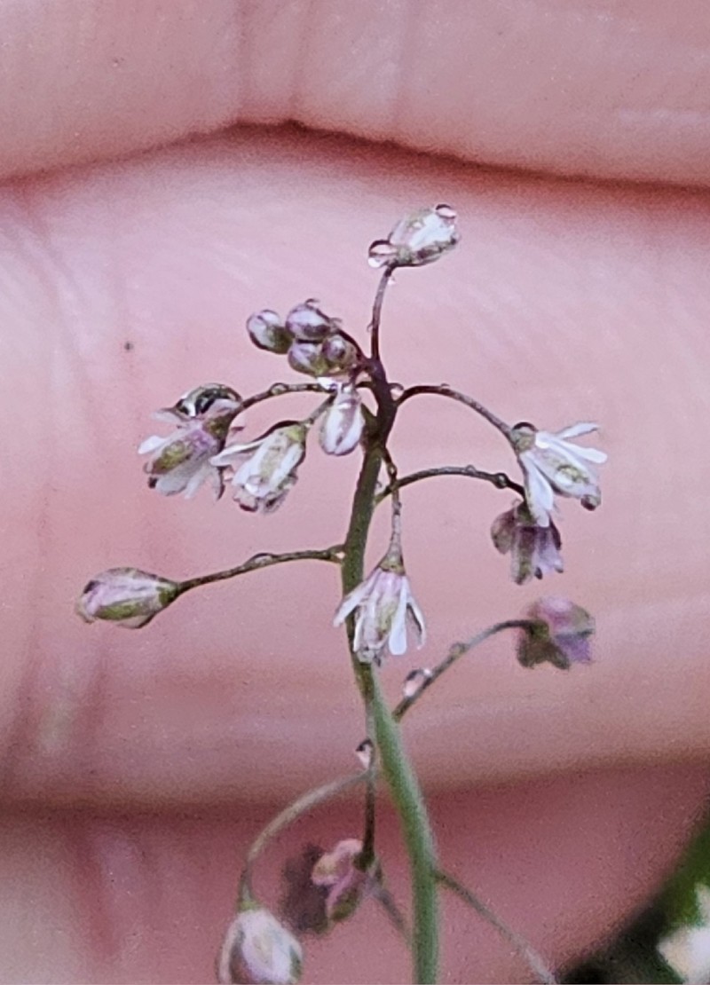 Thysanocarpus curvipes subsp. curvipes photo 8