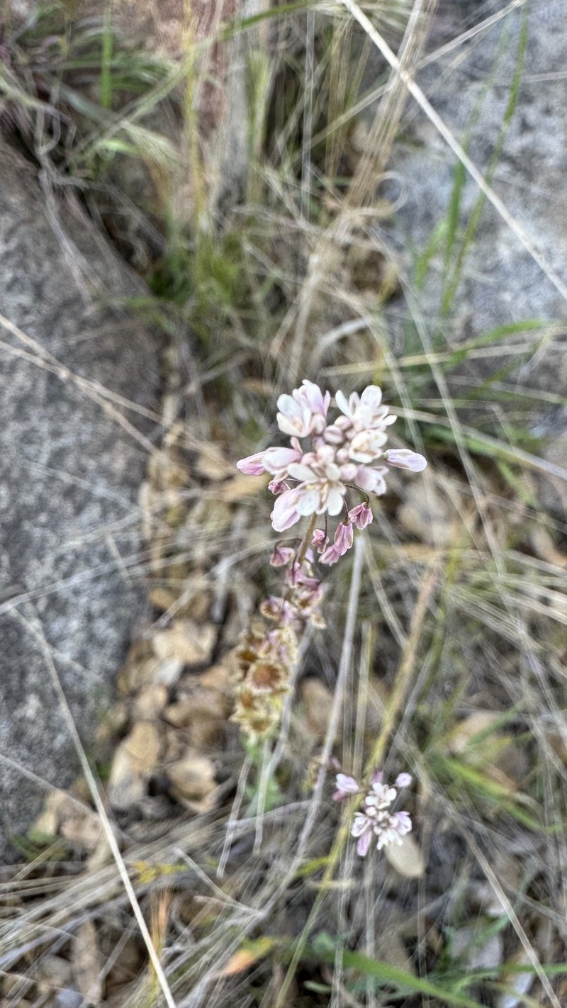 Thysanocarpus curvipes subsp. elegans photo 3