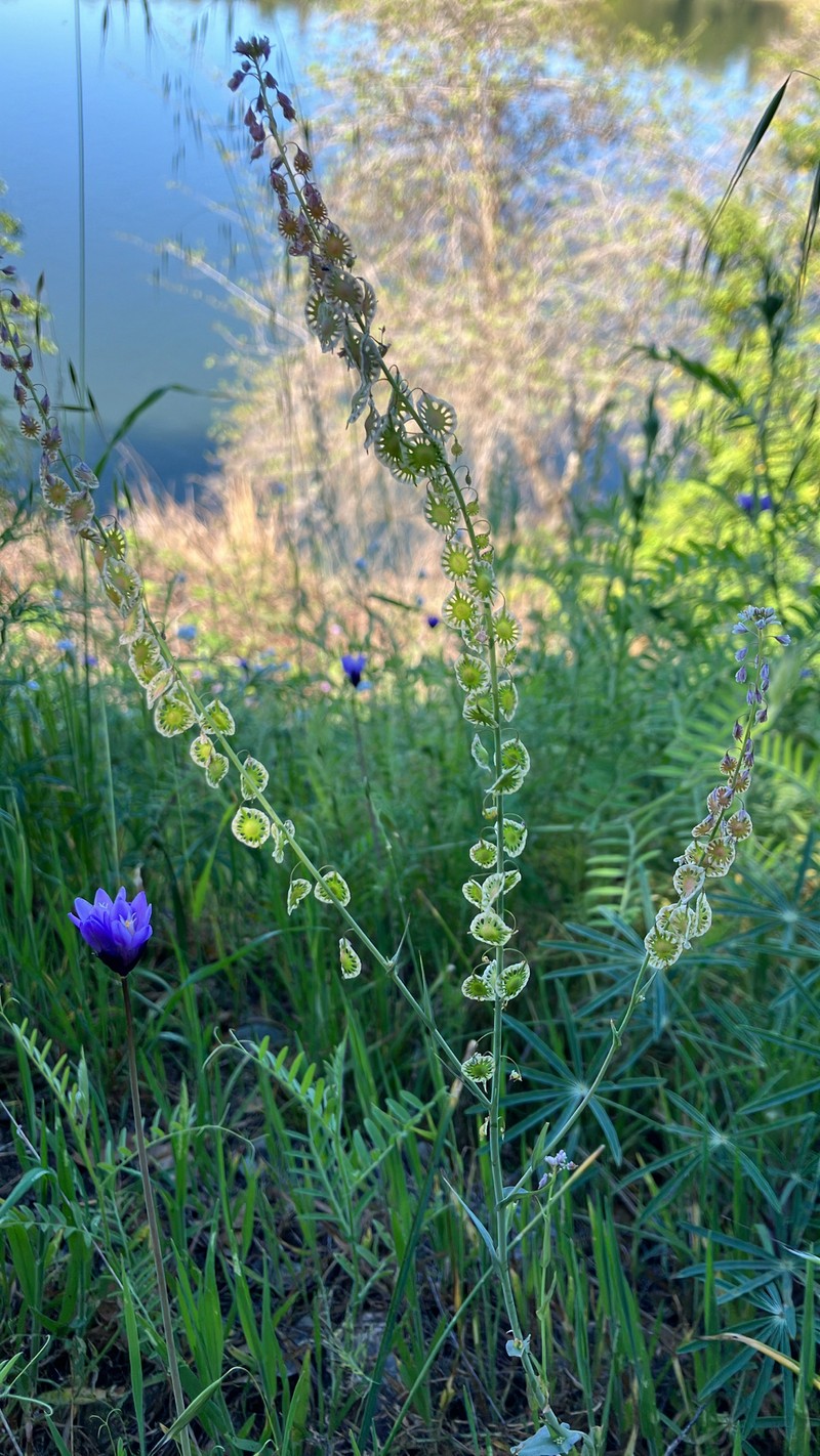 Thysanocarpus curvipes subsp. elegans photo 6