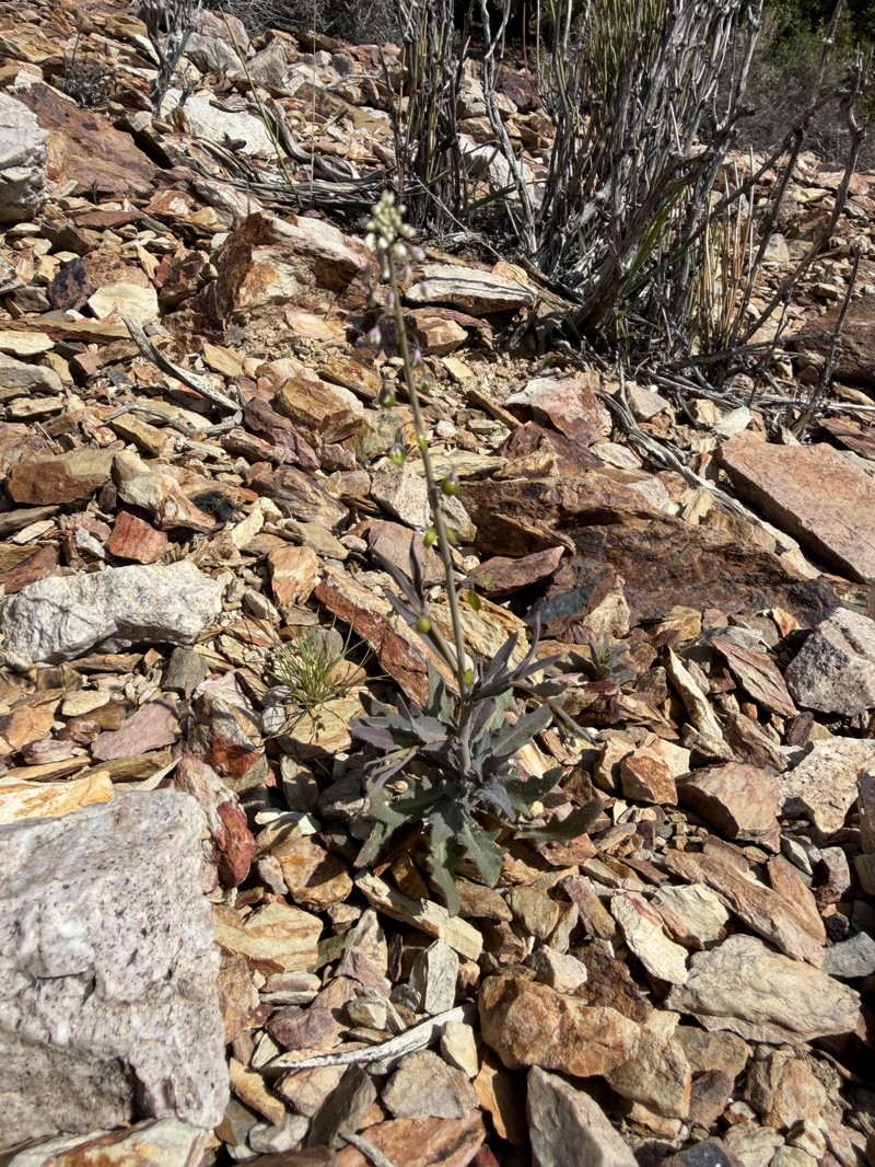 Thysanocarpus curvipes subsp. eradiatus photo 4