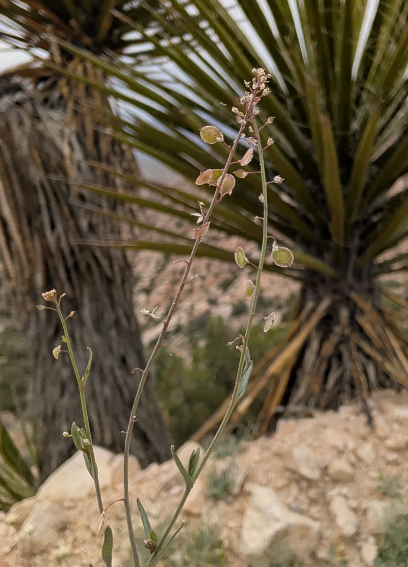 Thysanocarpus curvipes subsp. eradiatus photo 8