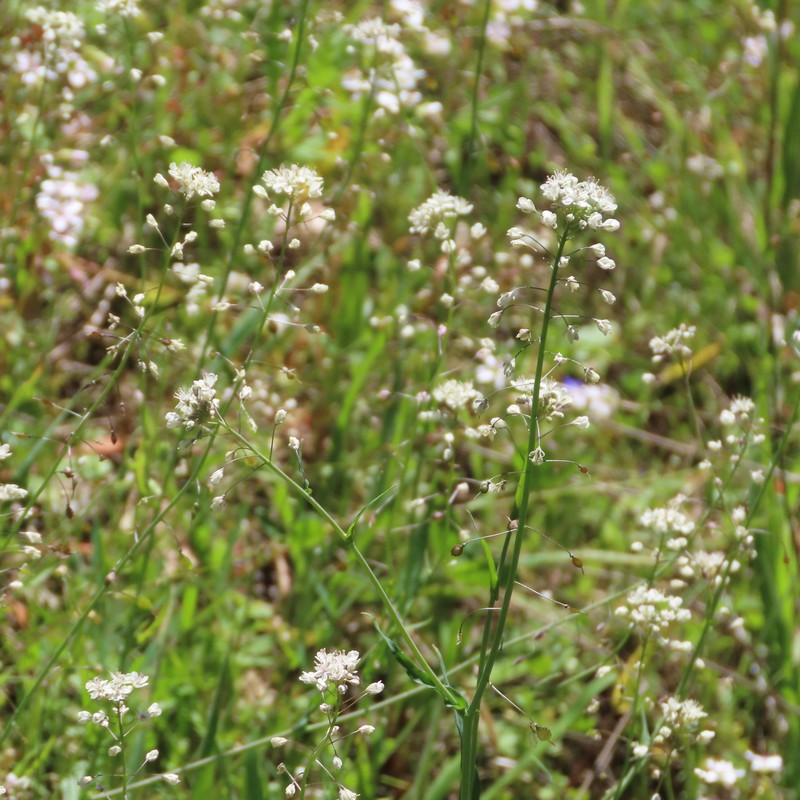 Thysanocarpus curvipes subsp. longistylus