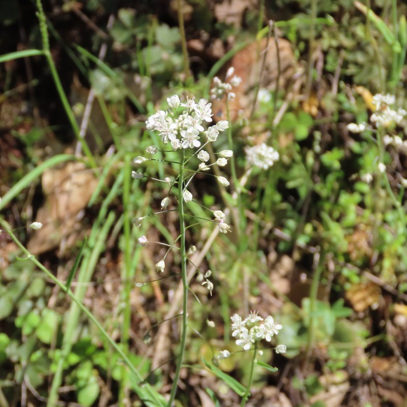 Thysanocarpus curvipes subsp. longistylus photo 2