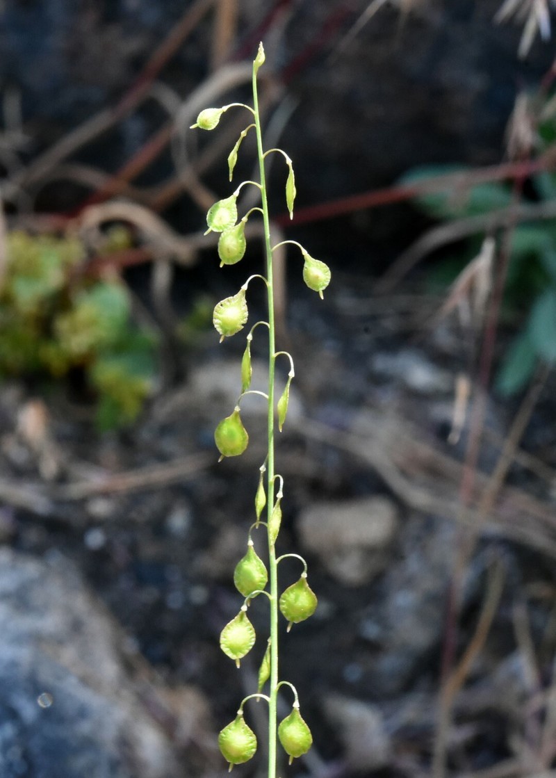 Thysanocarpus curvipes subsp. longistylus photo 3