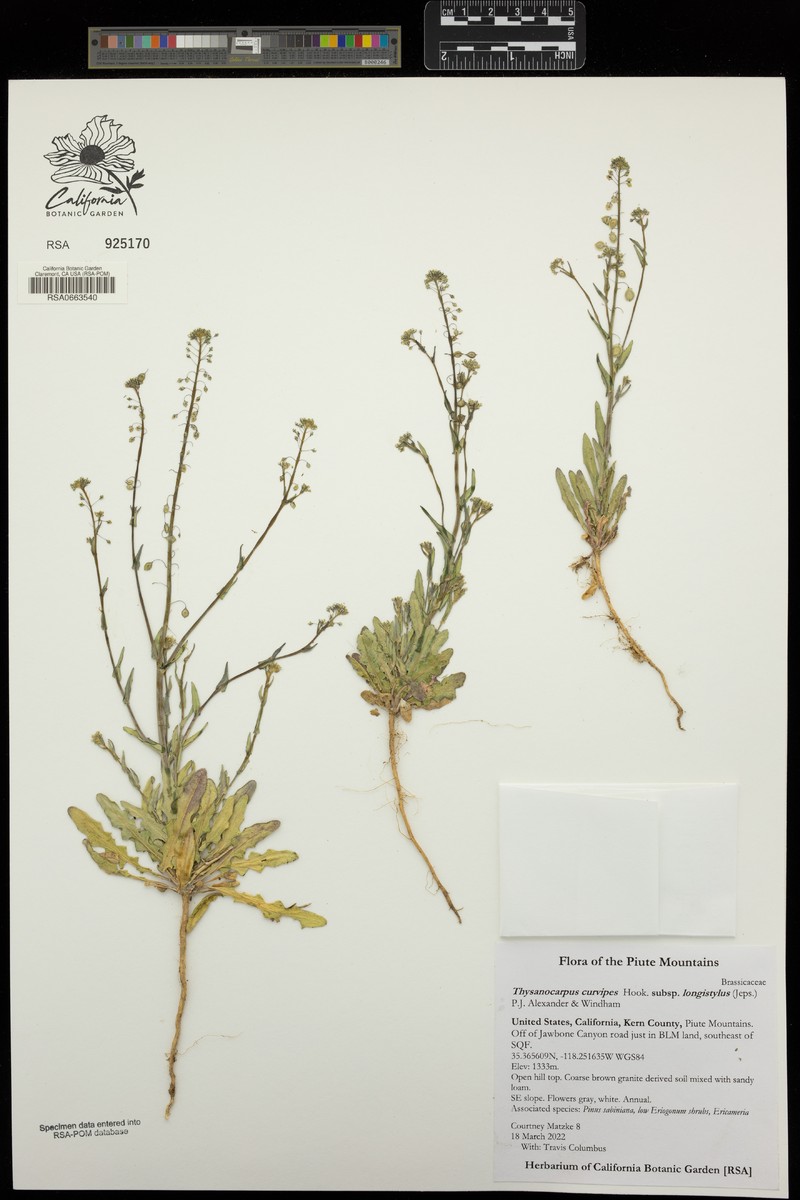 Thysanocarpus curvipes subsp. longistylus photo 4