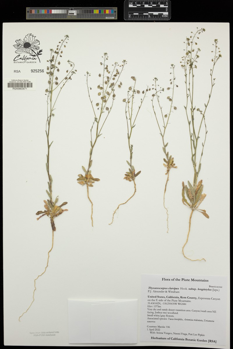 Thysanocarpus curvipes subsp. longistylus photo 5
