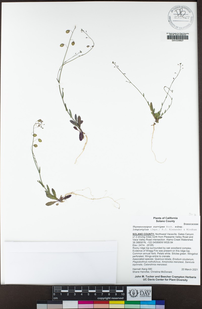 Thysanocarpus curvipes subsp. longistylus photo 6
