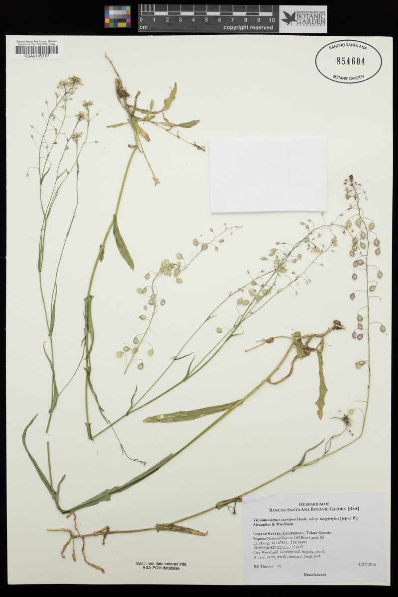 Thysanocarpus curvipes subsp. longistylus photo 7