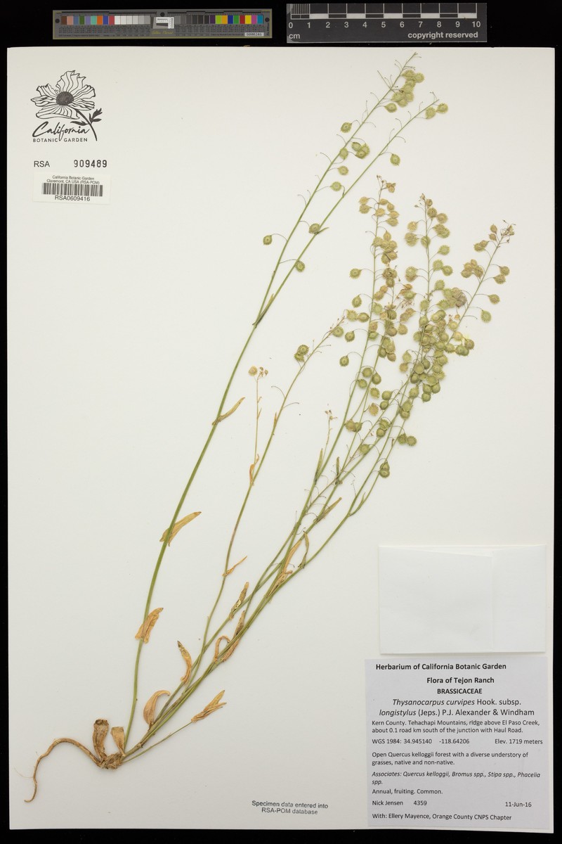 Thysanocarpus curvipes subsp. longistylus photo 8