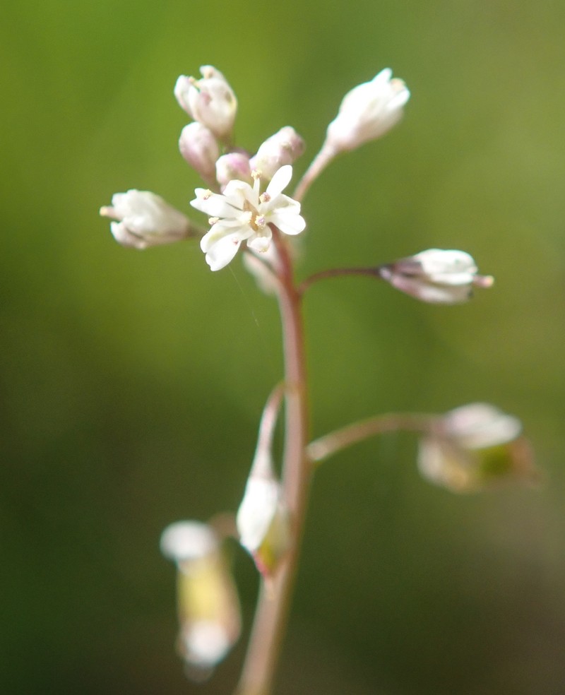 Mountain Fringepod photo 3