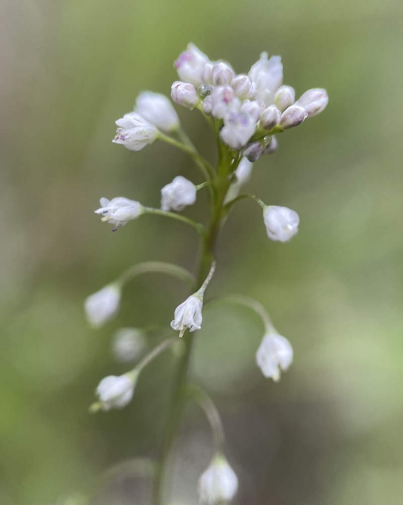 Mountain Fringepod photo 4