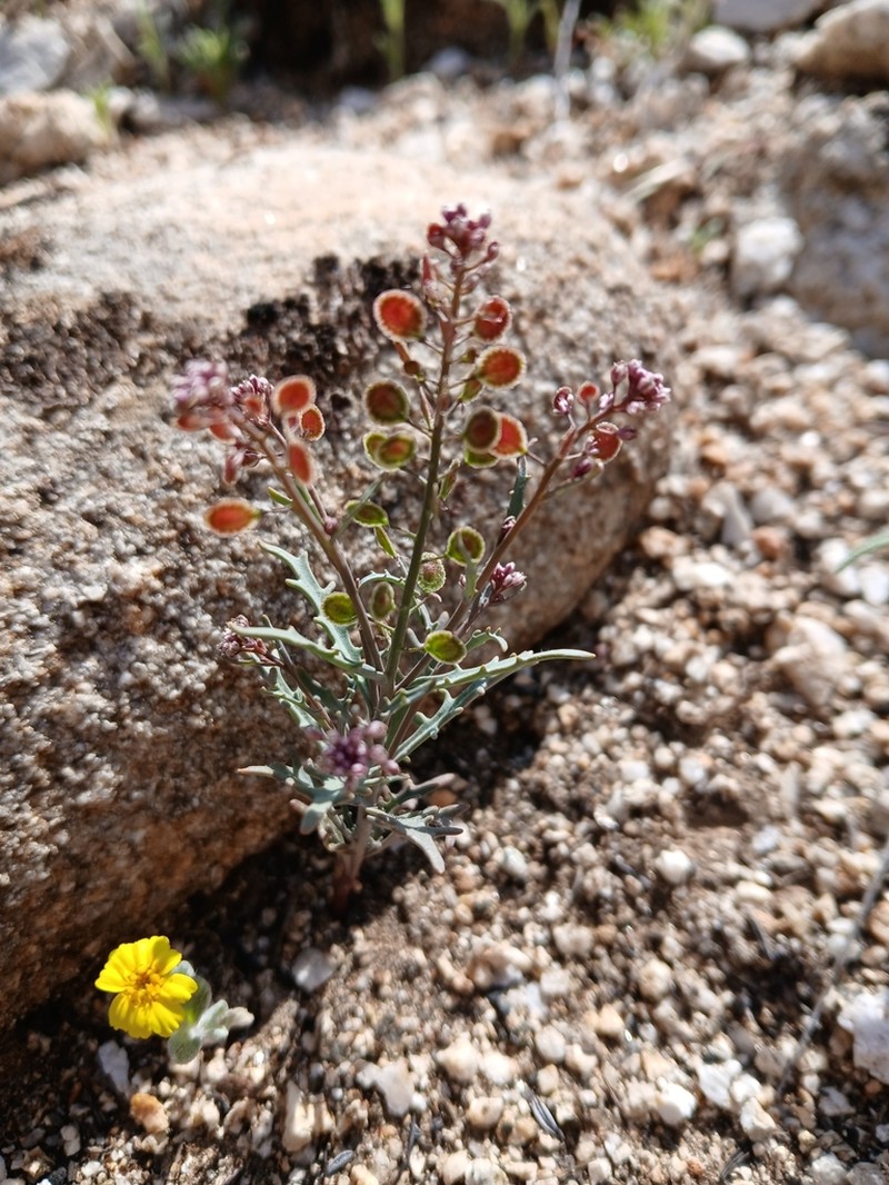 Mountain Fringepod photo 6