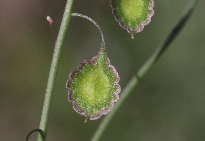 Mountain Fringepod photo 8