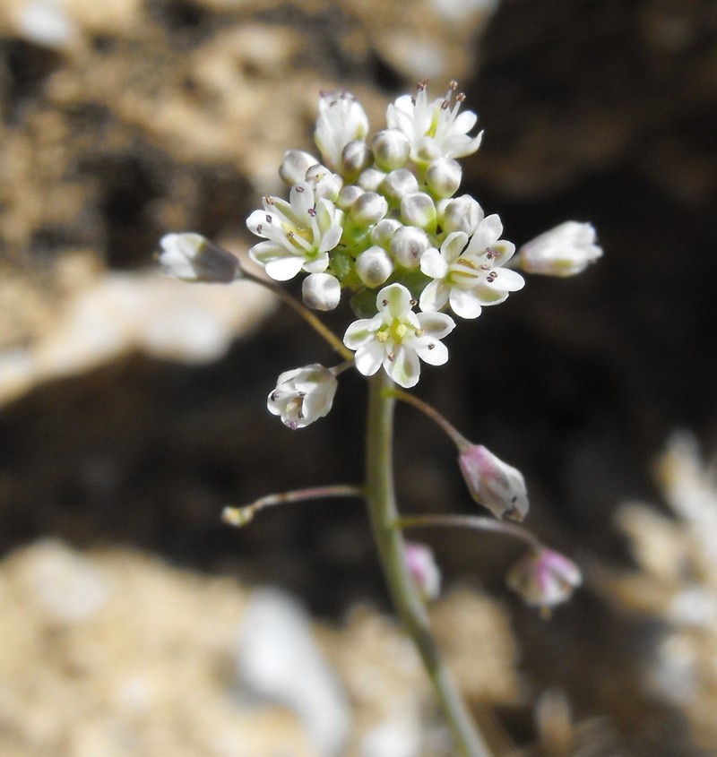 Mountain Fringepod