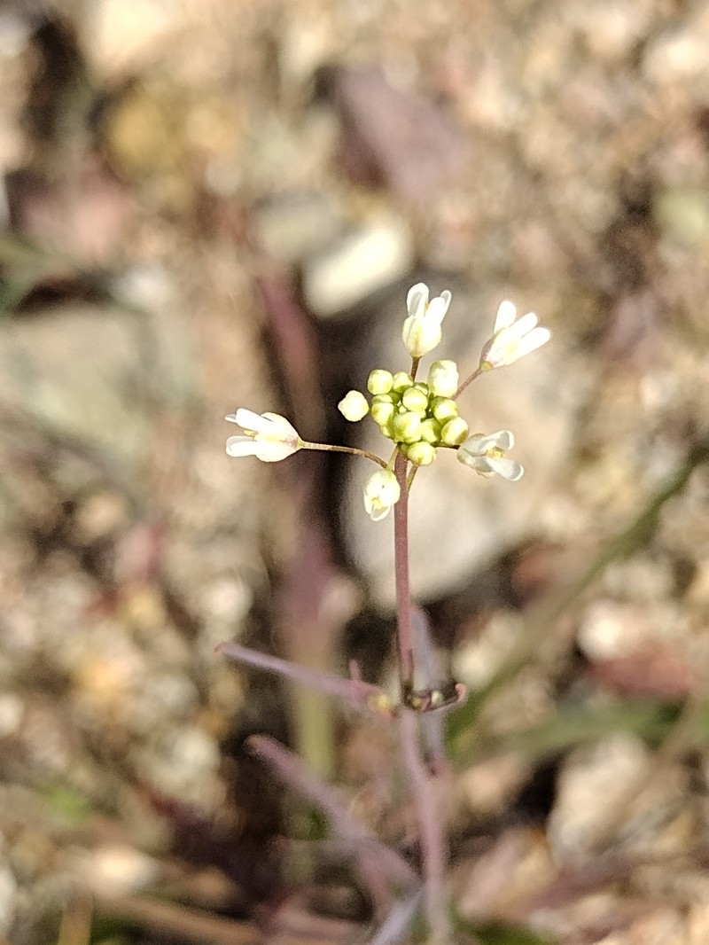 Thysanocarpus laciniatus var. hitchcockii