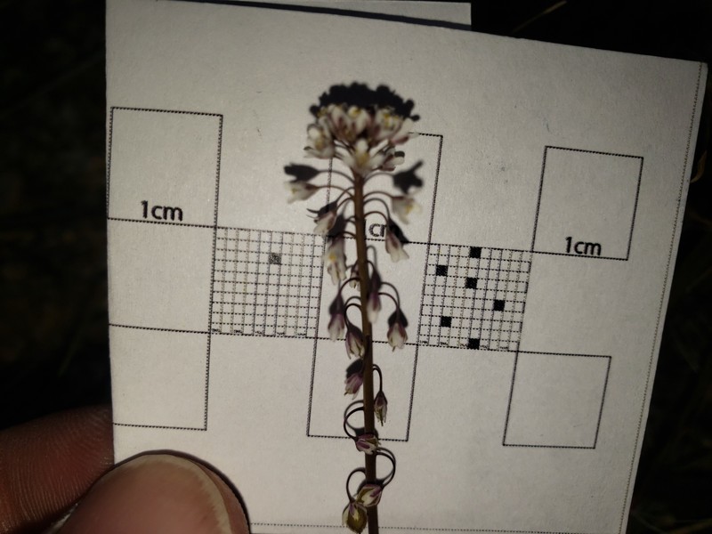 Thysanocarpus laciniatus var. hitchcockii photo 2