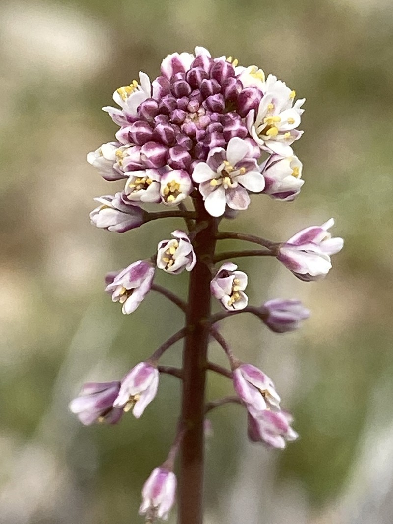 Thysanocarpus laciniatus var. hitchcockii photo 3