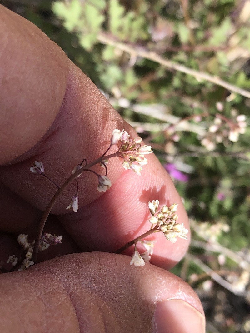 Thysanocarpus laciniatus var. hitchcockii photo 4