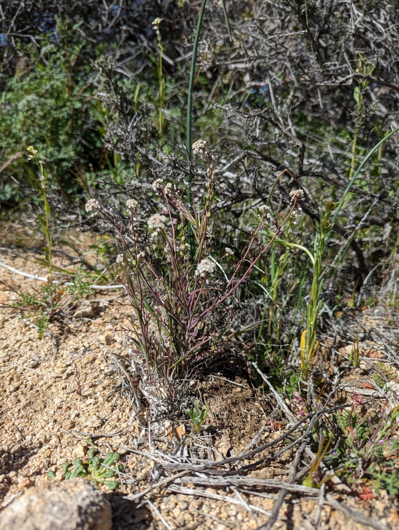 Thysanocarpus laciniatus var. hitchcockii photo 5