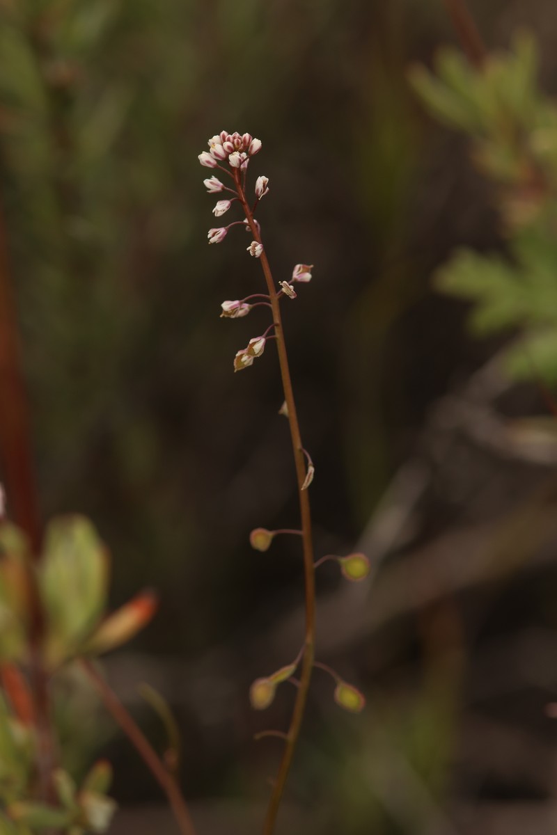 Thysanocarpus laciniatus var. hitchcockii photo 6