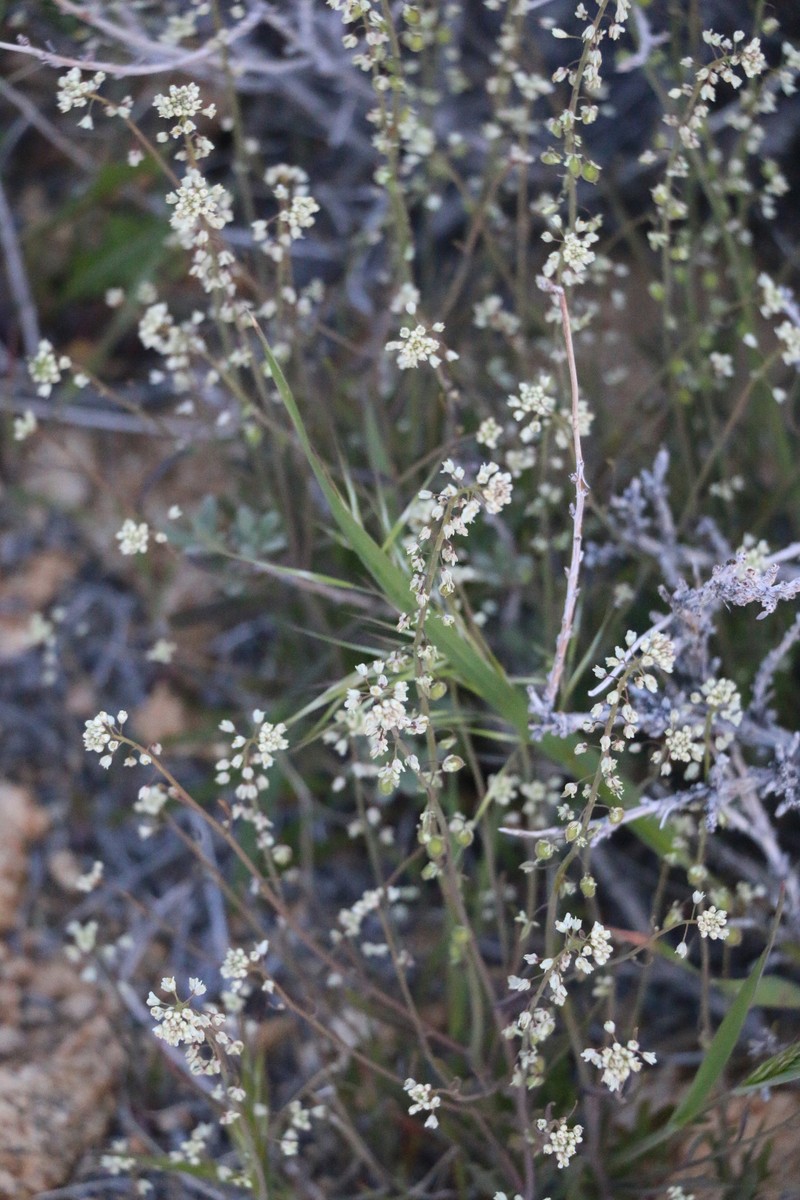 Thysanocarpus laciniatus var. hitchcockii photo 8