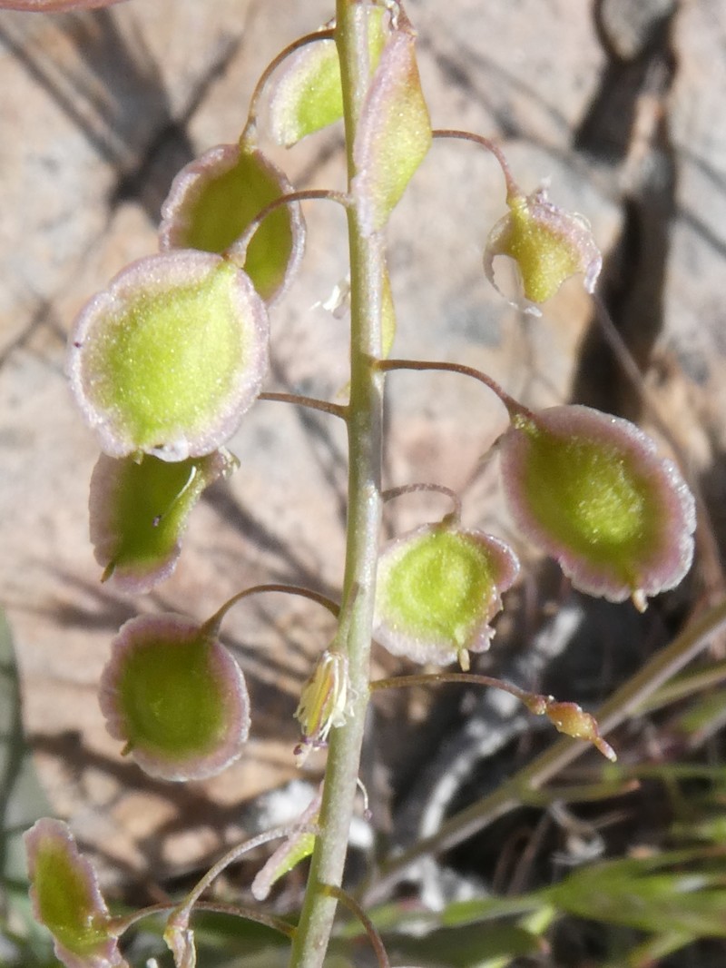 Thysanocarpus laciniatus var. laciniatus