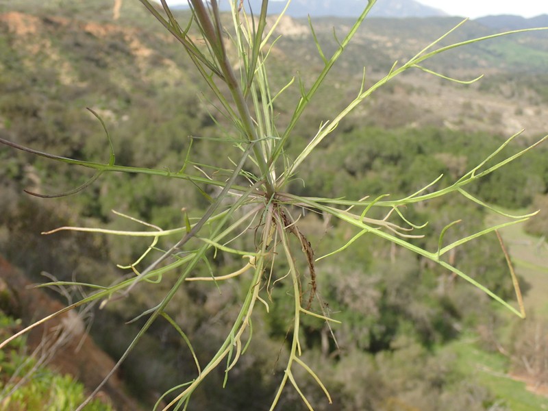 Thysanocarpus laciniatus var. laciniatus photo 2
