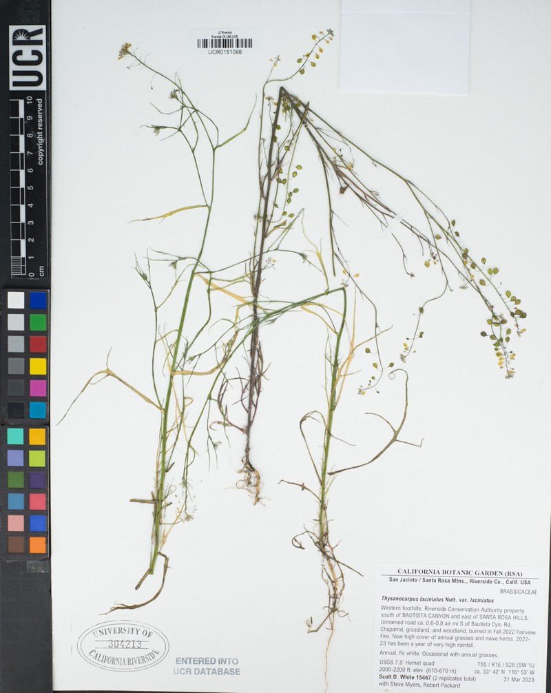Thysanocarpus laciniatus var. laciniatus photo 5