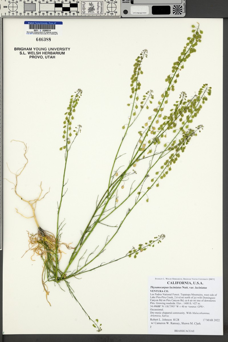 Thysanocarpus laciniatus var. laciniatus photo 6