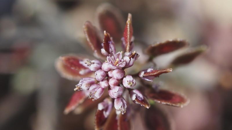 Thysanocarpus laciniatus var. rigidus photo 2