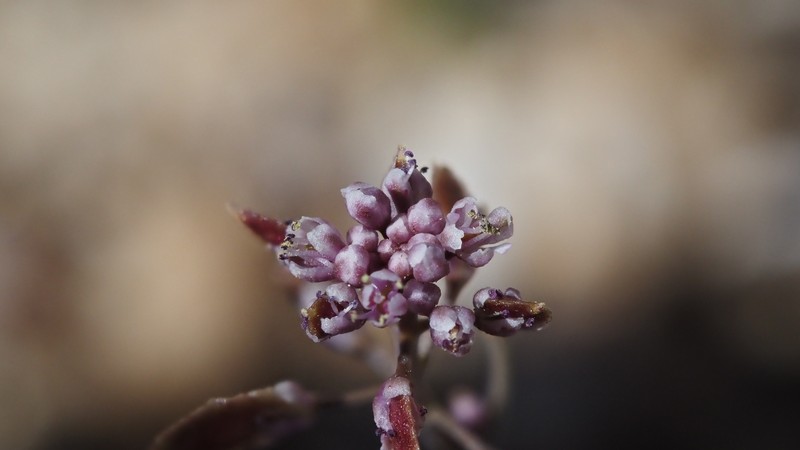 Thysanocarpus laciniatus var. rigidus photo 3