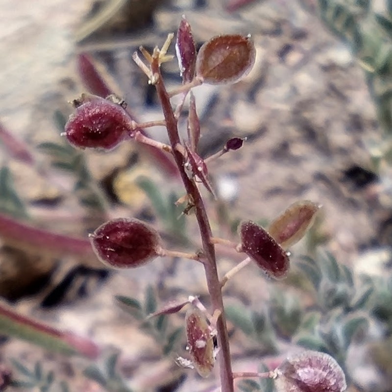 Thysanocarpus laciniatus var. rigidus photo 4