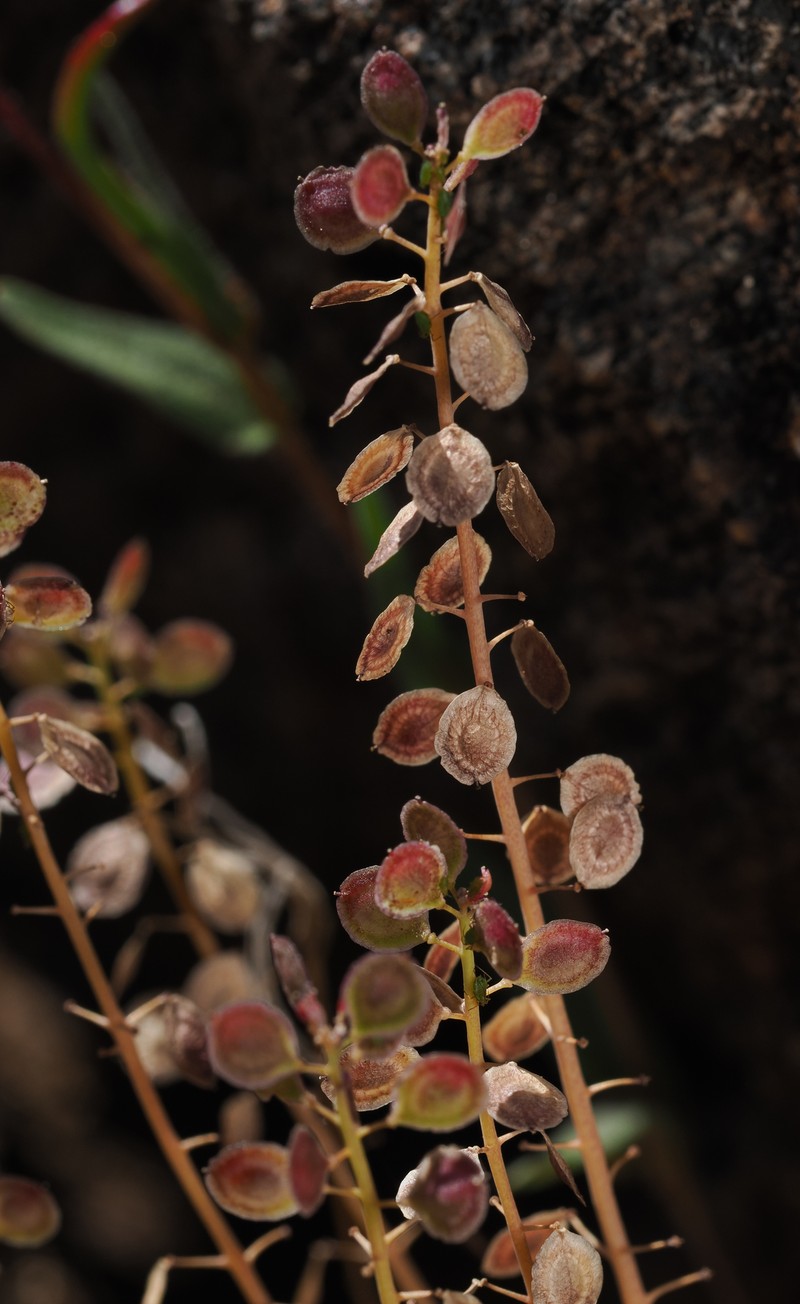 Thysanocarpus laciniatus var. rigidus photo 5