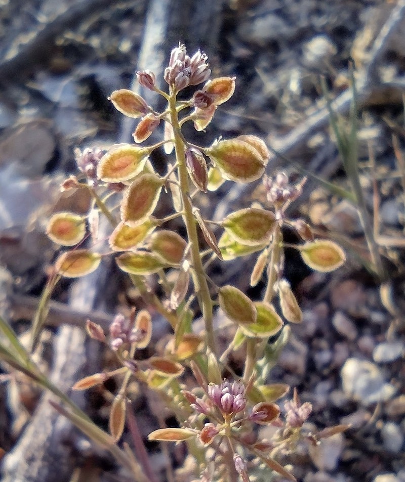 Thysanocarpus laciniatus var. rigidus photo 6