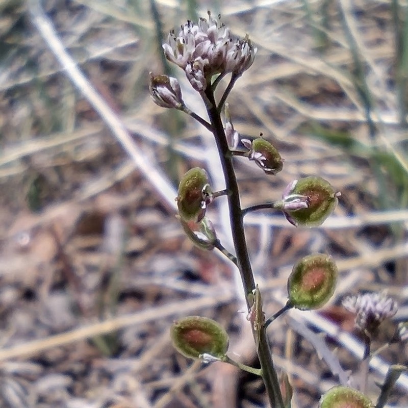 Thysanocarpus laciniatus var. rigidus photo 7