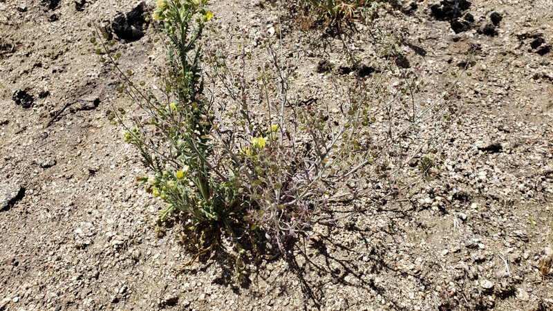 Thysanocarpus laciniatus var. rigidus photo 8