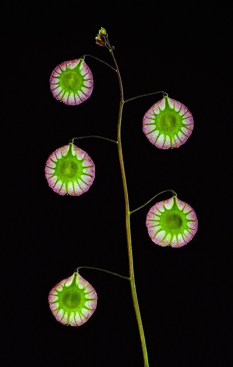 Ribbed Fringepod photo 2